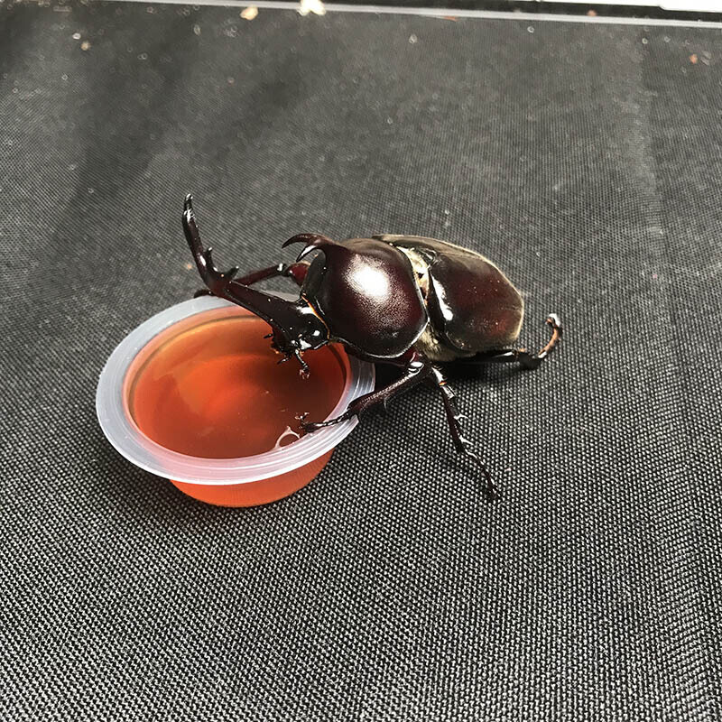 独角仙果冻甲虫果冻独角仙饲料蚂蚁食物扁锹果冻寄居蟹食物 15个黑糖