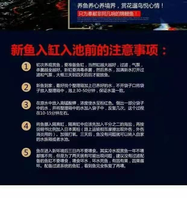 金鱼小型活体红国狮观赏鱼冷水淡水宠物鱼好养风水招财鱼批发红白鎏金