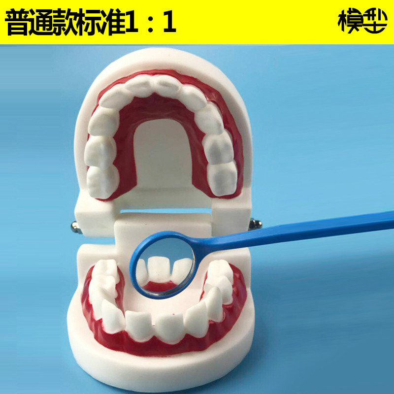 牙齿模型模具早教刷牙牙模标准教具幼儿园教刷牙儿童宝宝口腔教学u11
