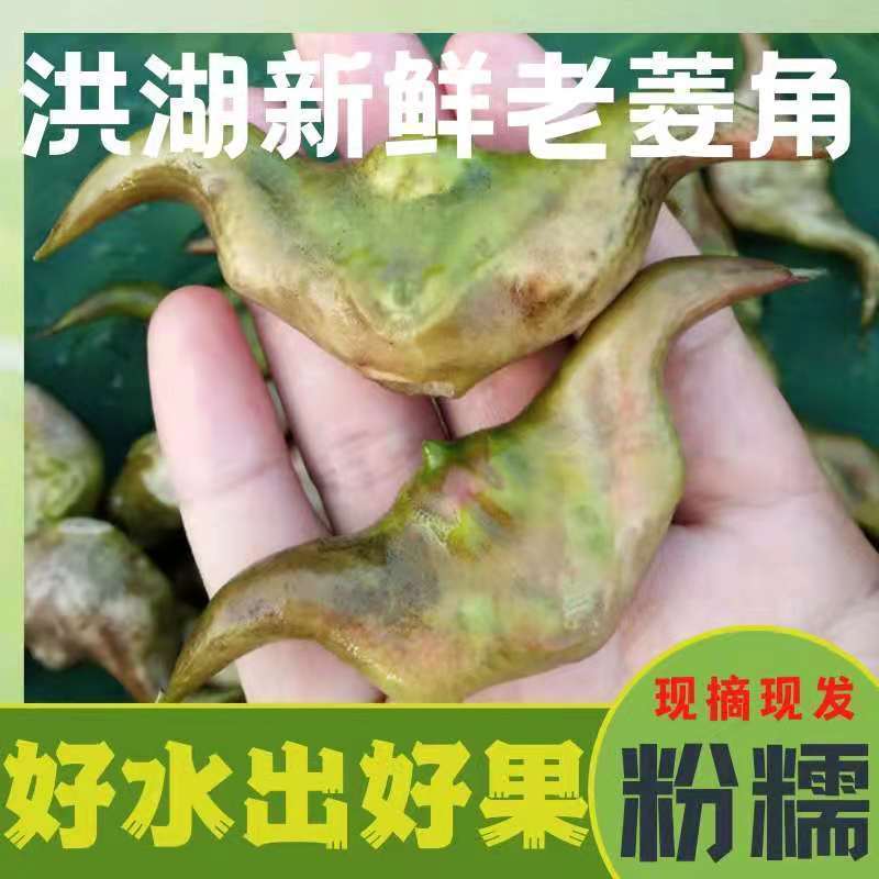 新鲜现摘洪湖老菱角粉糯清香特大生菱角应季果蔬湖北菱角批发 1斤尝鲜