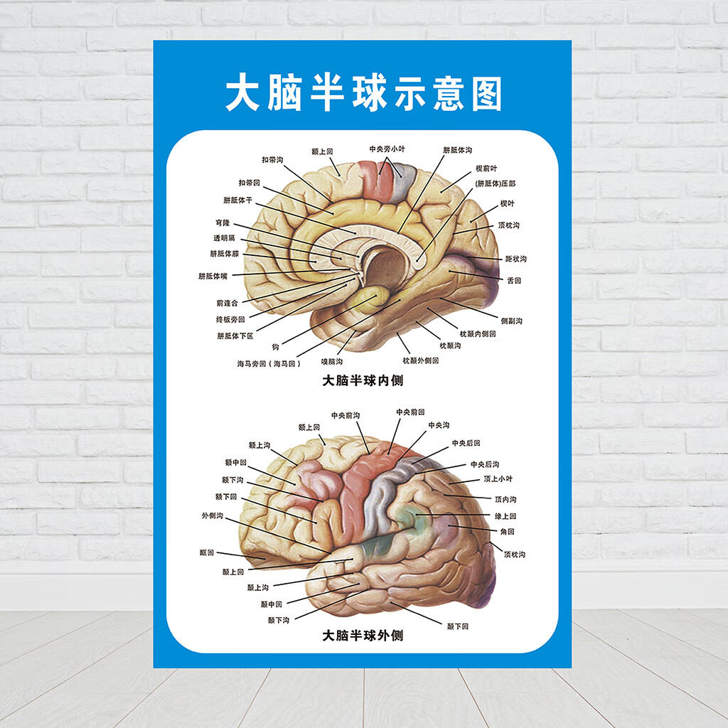 大脑解剖图脑系统示意图医院布置海报医学宣传人体器官解剖挂图贴大脑