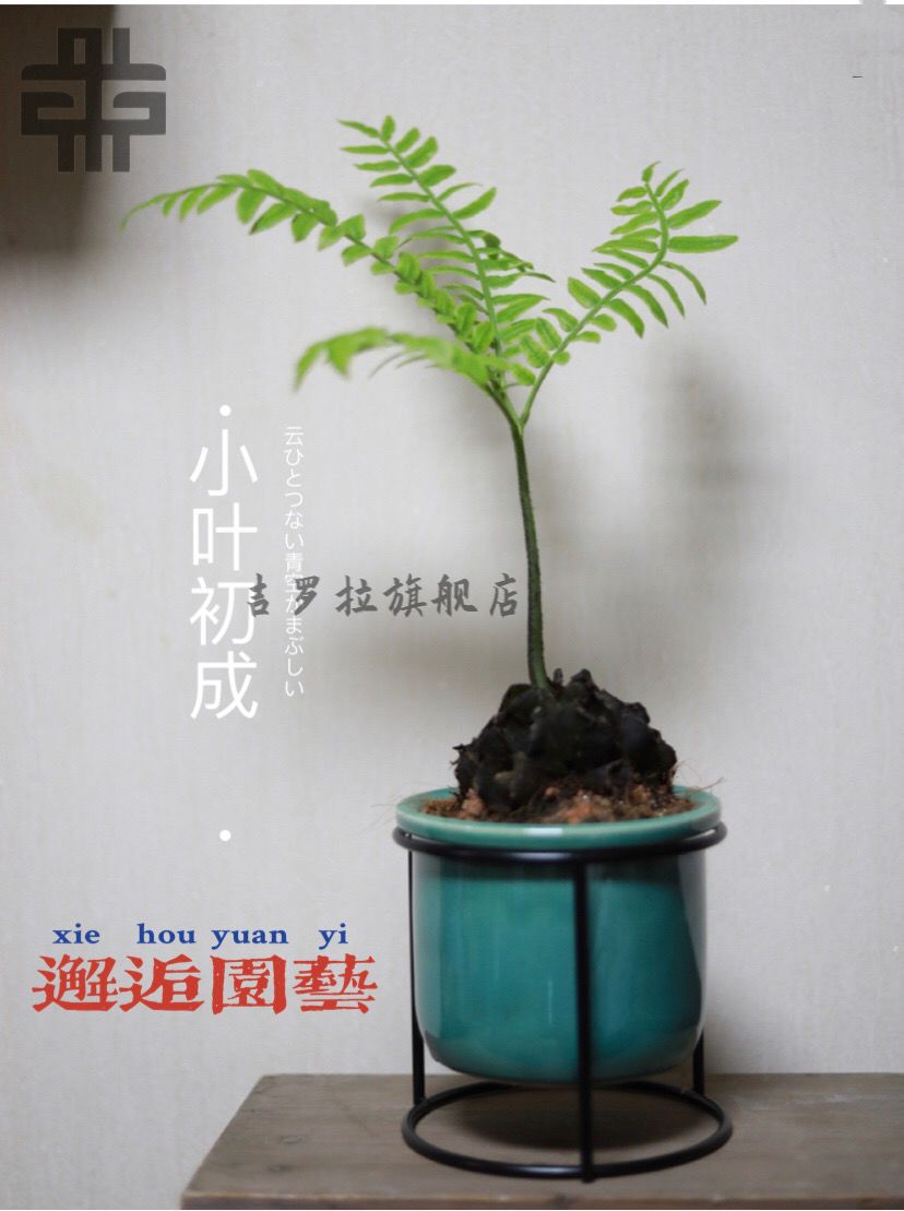 雄魄 观音莲座蕨马蹄蕨室内绿植盆栽蕨类植物四季常春稀有花卉净化