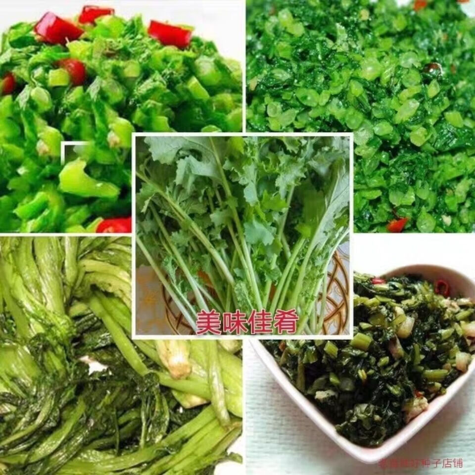 现挖雪菜 新鲜雪里蕻菜九头芥可腌制雪里红咸菜新鲜蔬菜 1斤【试吃装