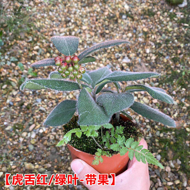 涞思芊轻奢芊阙虎舌红带果办公室观赏室内小盆栽植物花卉耐阴植物绿植