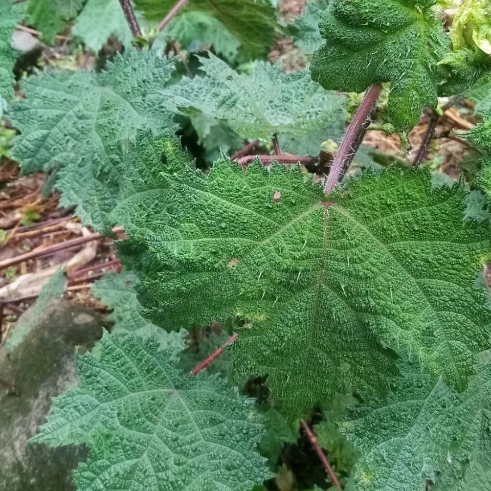 新鲜高原红活麻根红杆荨麻草根荨麻根霍麻禾麻火麻蝎子草根新鲜的根