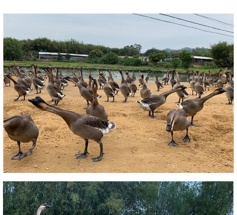 顺丰速运散养草鹅9斤开平马岗鹅广东名鹅草鹅黑棕鹅5斤现杀整只净重7