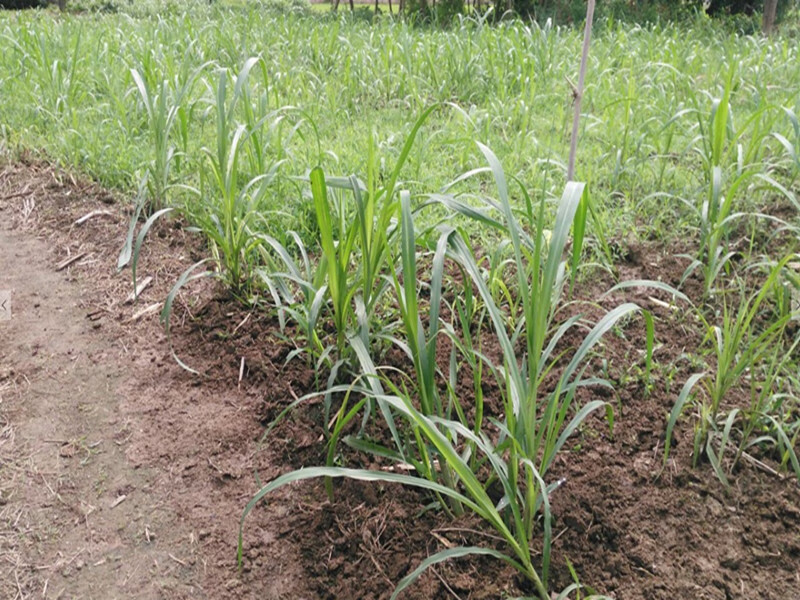 牧草皇后 甜象草甜象草种节 多年生附种植资料生根粉 皇竹草100节