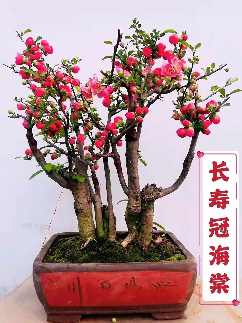 阳台盆栽海棠花四季海棠长寿冠海棠盆景耐寒盆景日本