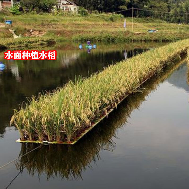 鱼塘水稻漂浮板蔬菜种植板定植稻谷水面种植板大号水培蔬菜漂浮板50浮