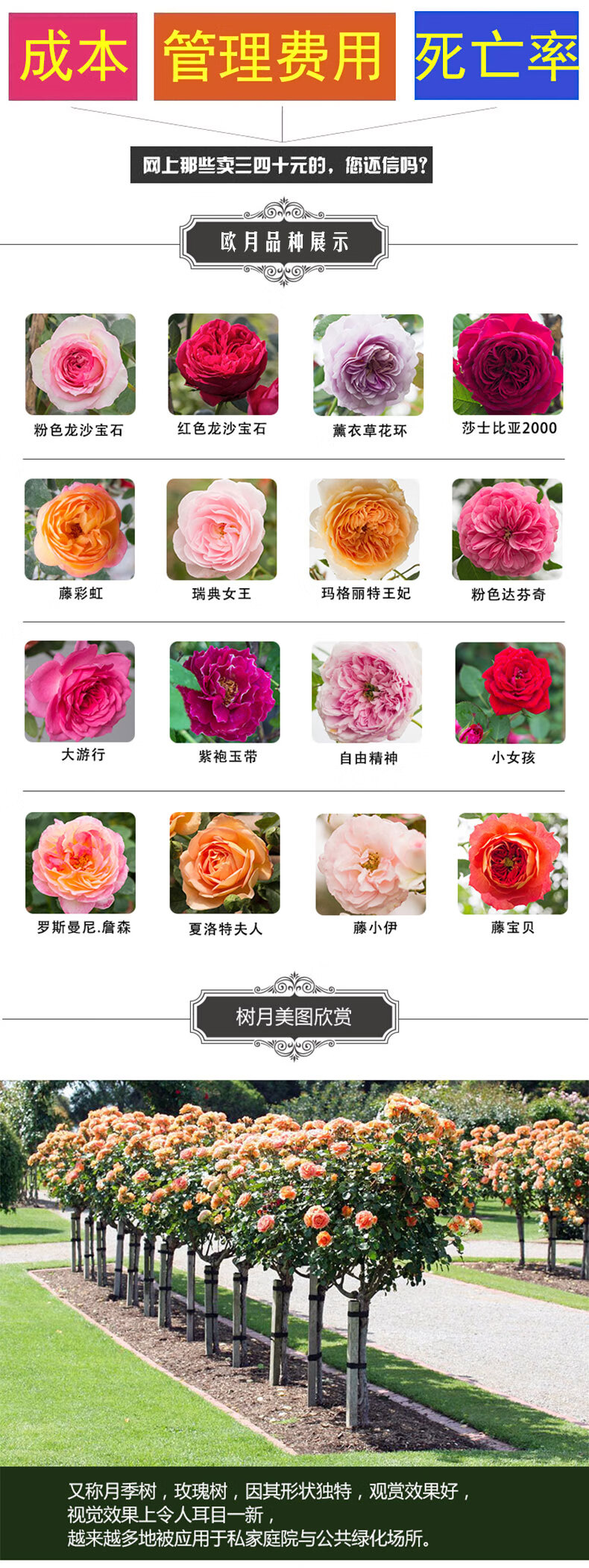 澜墨树状月季花苗特大花老桩四季开花卉盆栽别墅庭院