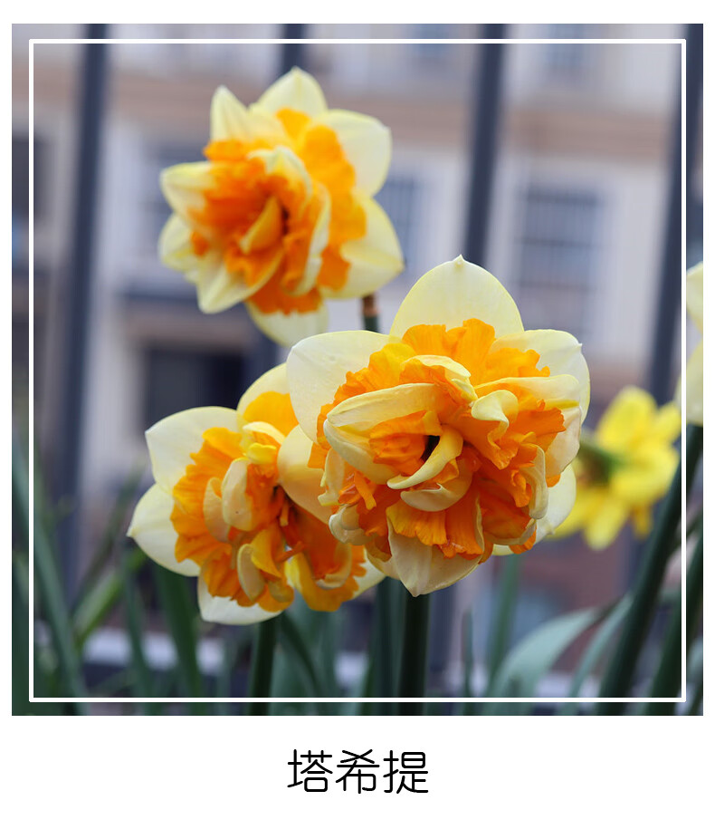 5颗洋水仙种球荷兰进口水仙花盆栽土培耐寒四季室内庭院花卉易活5颗球