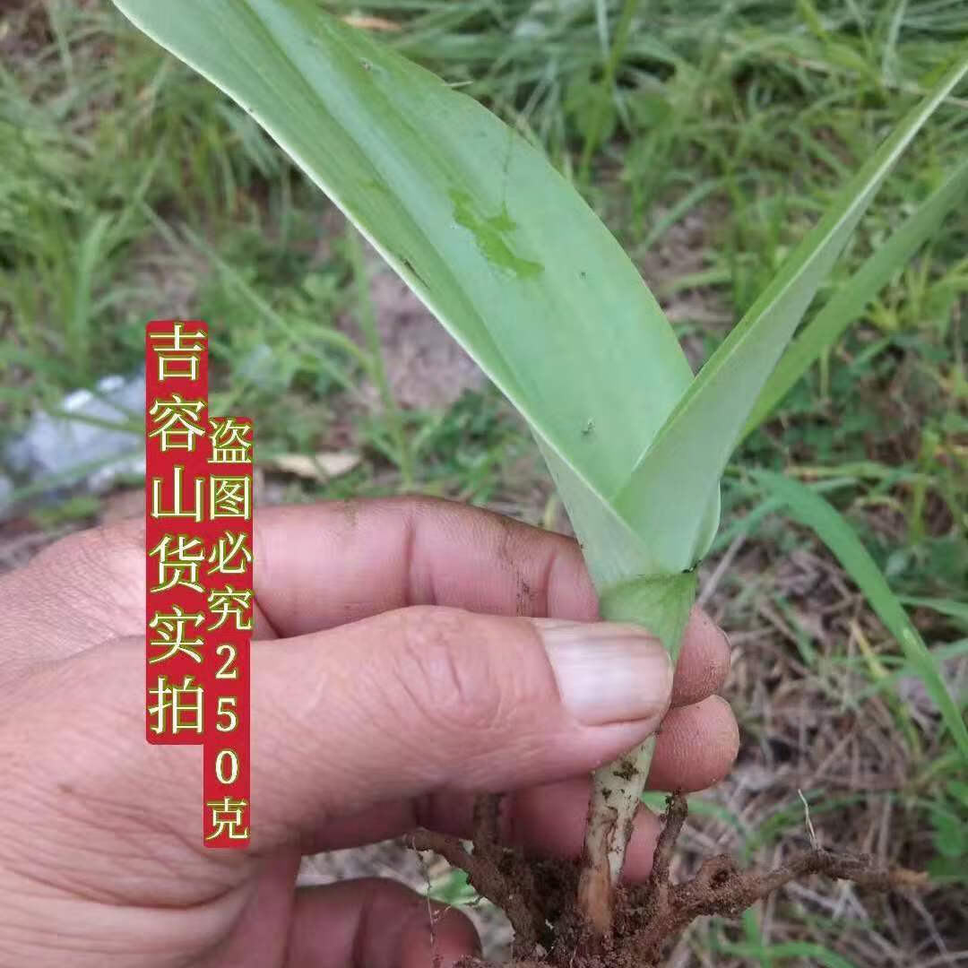 伟博双肾草干鲜货质优价廉肾阳草鸡肾草对对草鲜品1000克