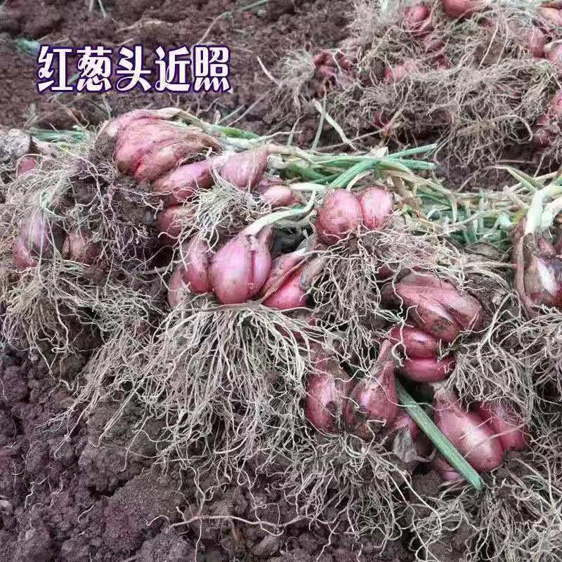 四川农家自种小红葱火葱头红葱头四季葱小香葱盆栽蔬菜可熬制葱油