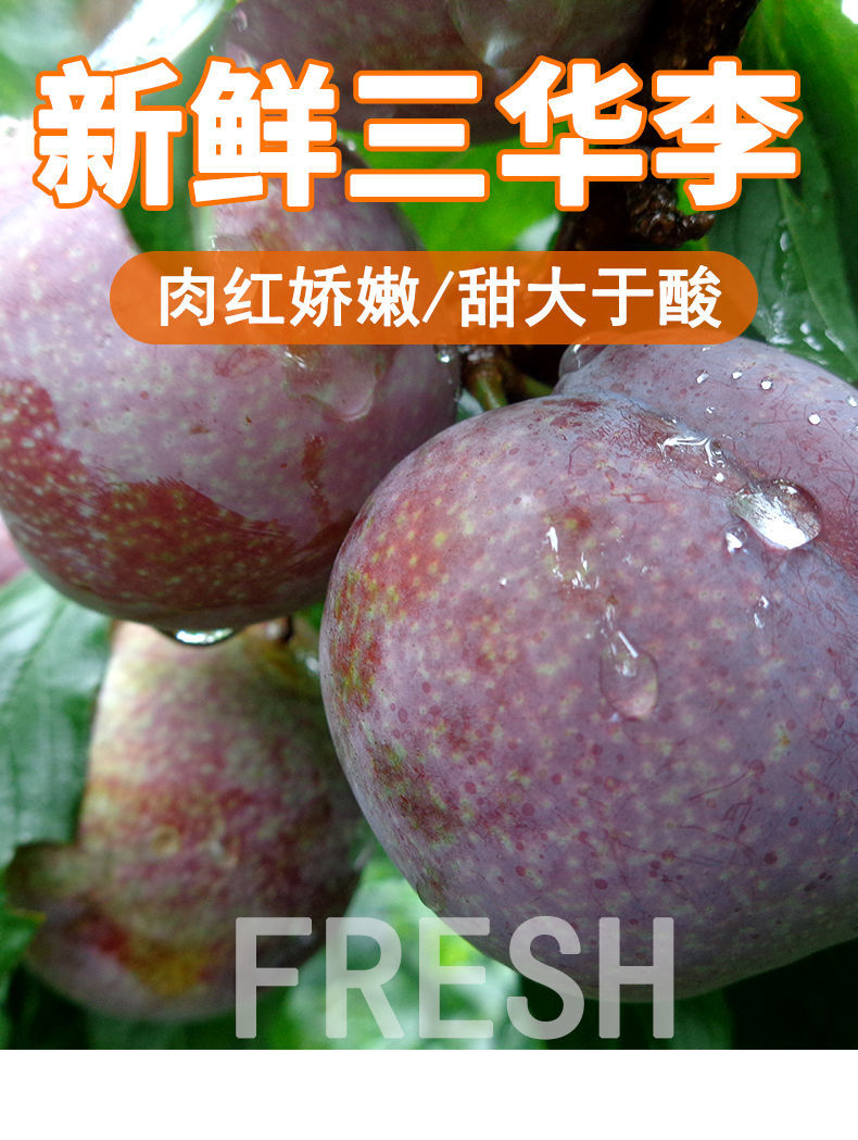 正宗广东茂名钱排三华李子芙蓉李红心李孕妇新鲜 5斤大果装(65-74个