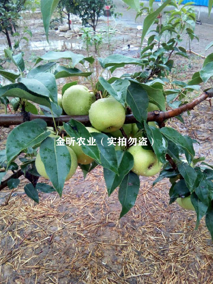 嫁接绿宝石梨苗中梨一号梨树苗南方北方庭院种植地栽盆栽当年结果嫁接