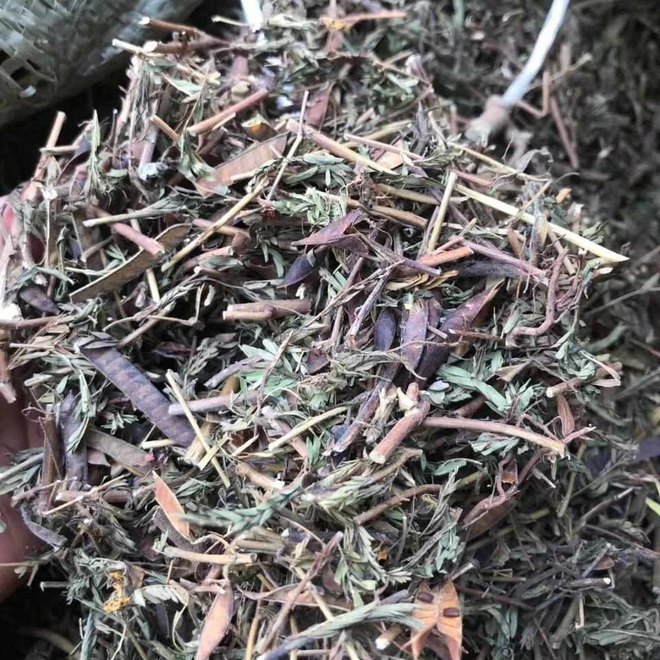 软肝草中药材铁甲草软肝草新货益肝草细密疏山扁豆中草药50克