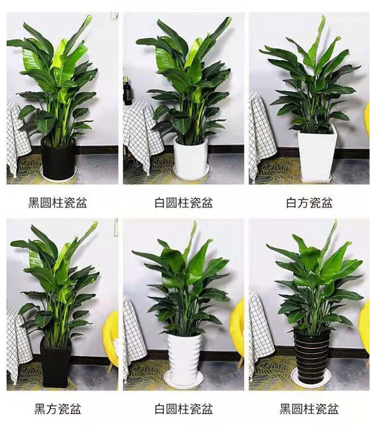 天堂鸟盆栽室内绿植网红鹤望兰大型客厅植物花卉好养四季常青大叶 含