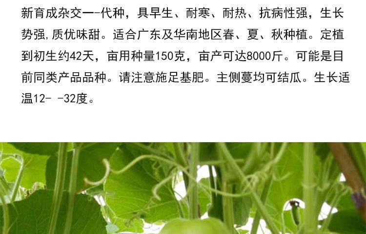 瓠子瓜早熟高产耐热瓠子春秋蔬菜种子孑种籽蒲瓜苗瓜苗早生瓠瓜圆10g