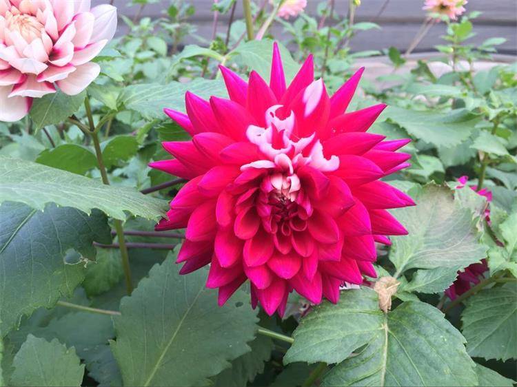 大丽花球根盆栽带花苗花大红苕花四季种球矮生大力花种球大丽花史摩基