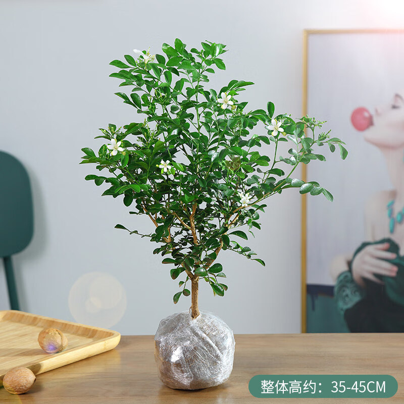 简牧 九里香盆栽带花苞植物室内花卉千里眼树苗老桩七里香 精品独杆4