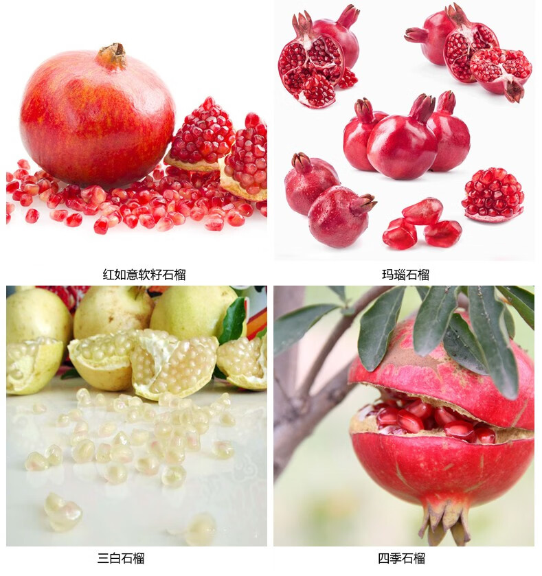 石榴树苗无籽突尼斯河阴软籽石榴苗庭院阳台南北方种植盆栽地栽特大