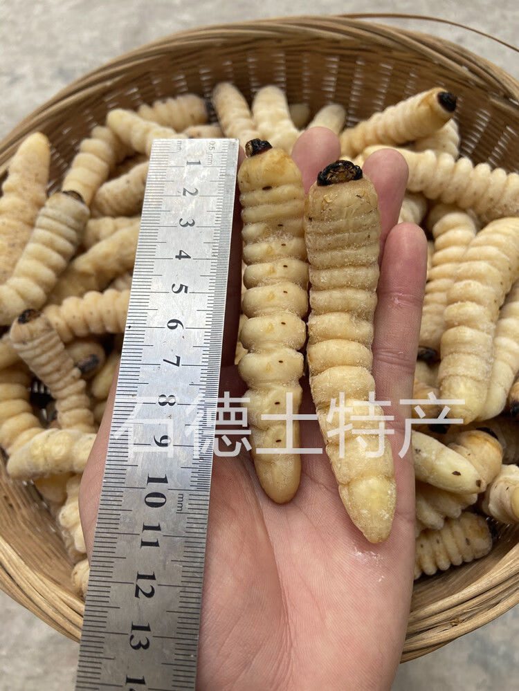 伟博速冻大柴虫大木虫大财虫大木花哈虫木虫天牛幼虫食用高蛋白1斤500