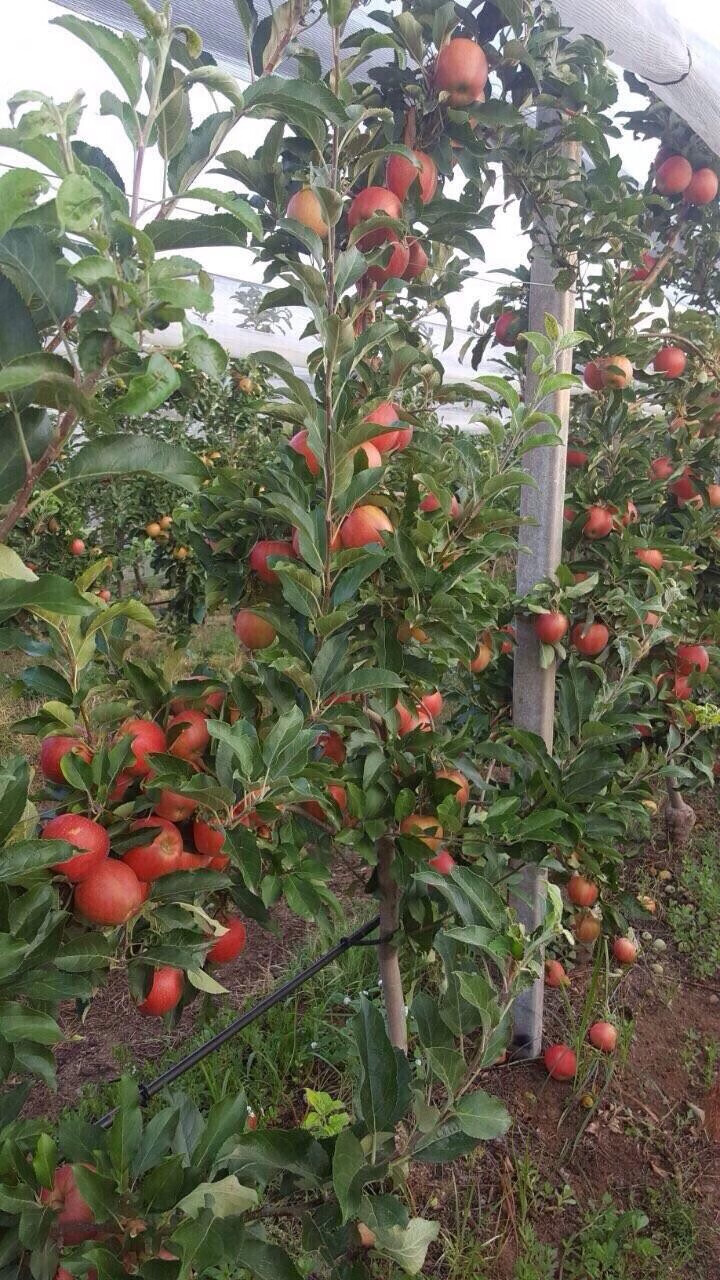 苹果苗嫁接苹果树苗南方北方种植盆栽地栽冰糖心苹果苗矮化果树当年结