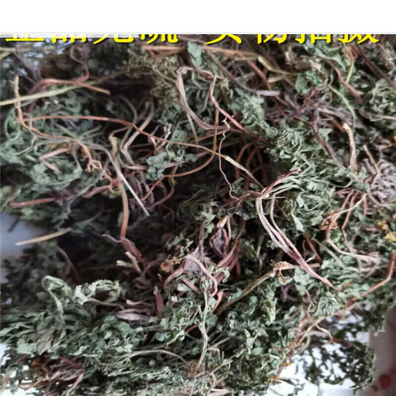 中药原材料小春花野外生长阴地蕨蛇不见一朵云独脚金鸡阴地厥支持药检