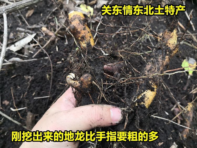 伟博东北穿山龙草药穿龙骨穿地龙狗山药火藤根泡酒药材500克