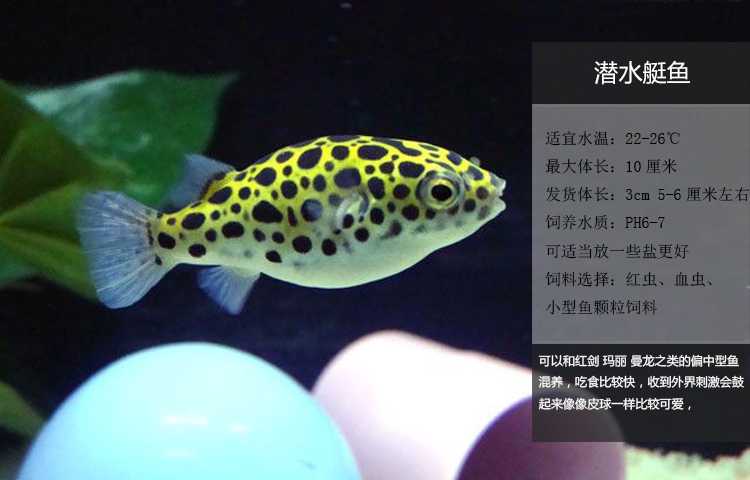 热带观赏鱼活体潜水艇鱼河豚鱼生气鱼淡水宠物巧克力娃娃斑马狗头河豚