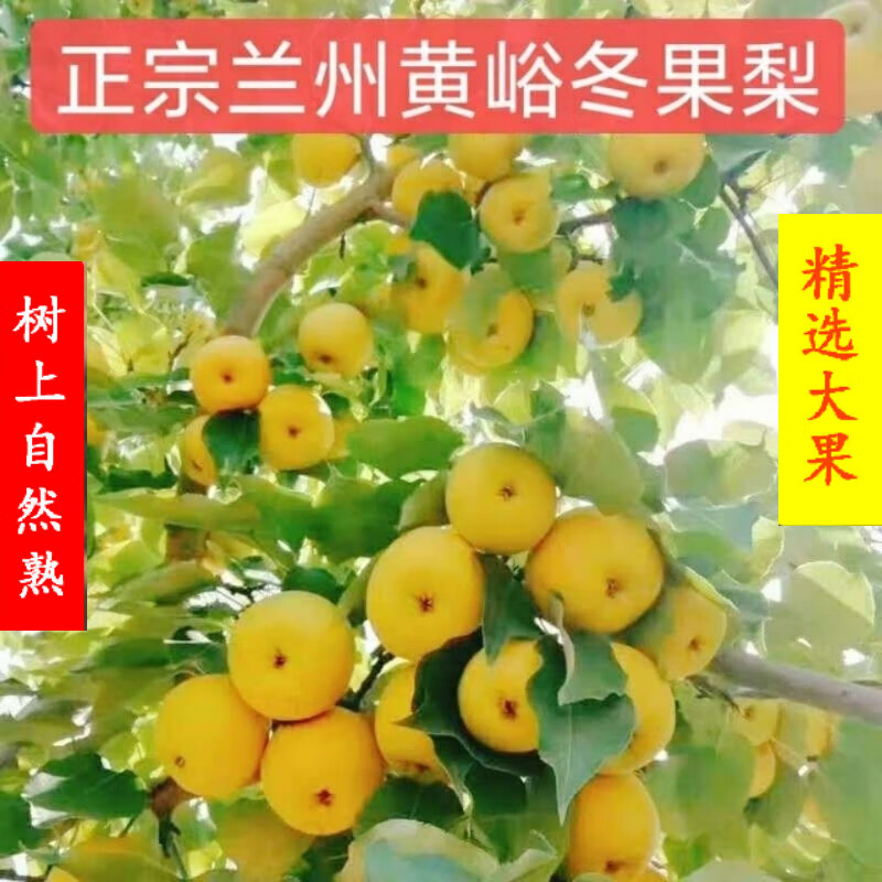 原产地直发68斤装正宗甘肃兰州黄峪高原特产软儿梨冬果梨子香水梨新鲜