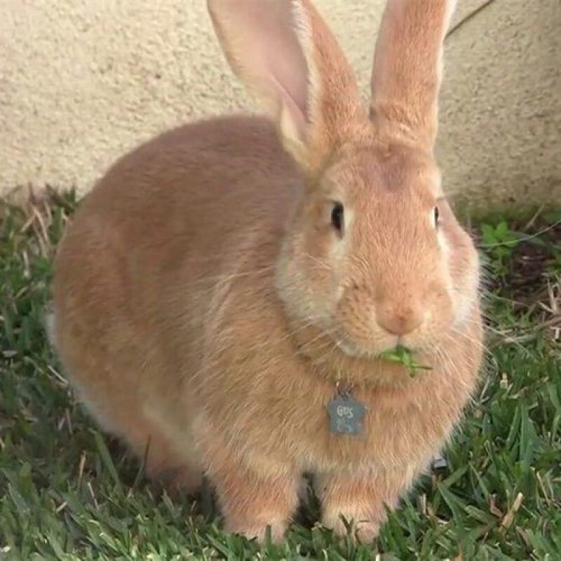新品种巨兔兔子活大型肉兔家养兔苗小兔子比利时月月兔 麻灰色 繁殖组