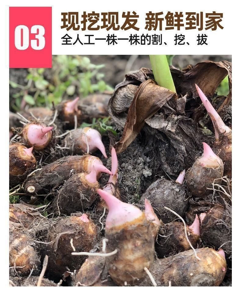 新鲜现挖红芽芋头芋艿软糯香甜红嘴红梗小毛芋头仔批发110斤红芽芋头