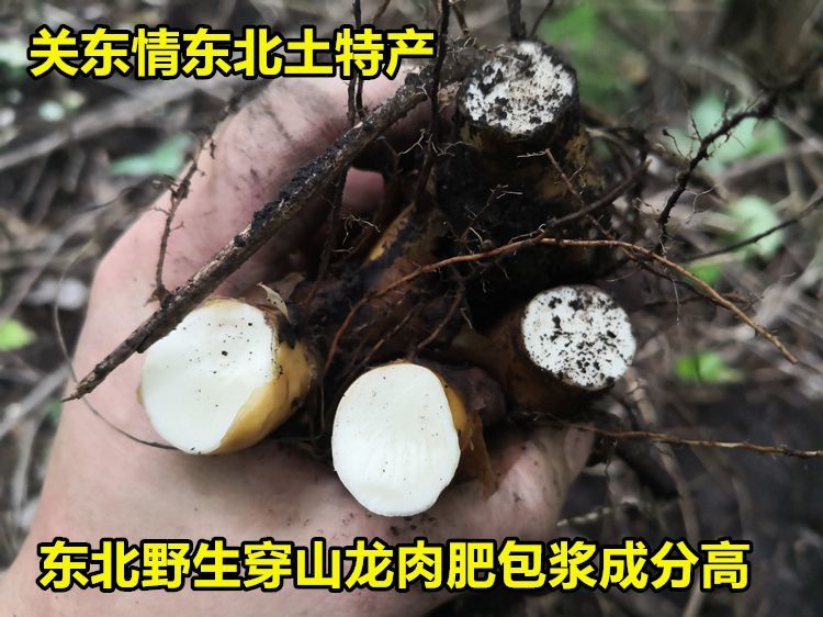 伟博东北穿山龙草药穿龙骨穿地龙狗山药火藤根泡酒药材500克