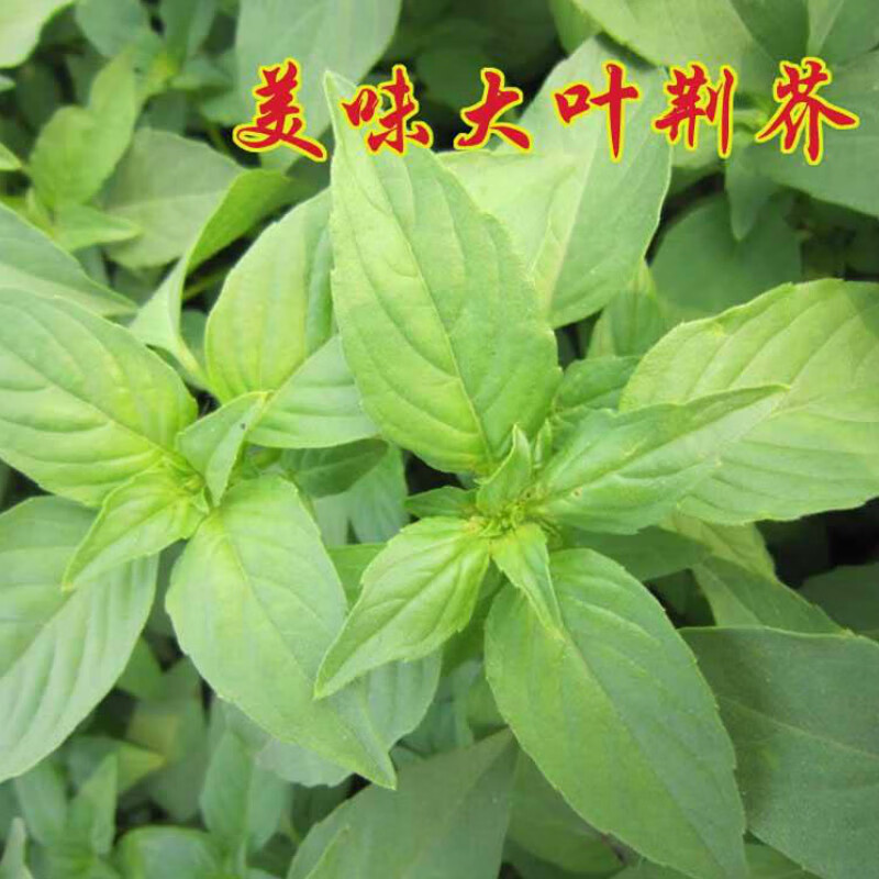 【保温箱发货】河南新鲜荆芥菜 新鲜荆棘菜 农家自种 大叶荆芥菜 茎