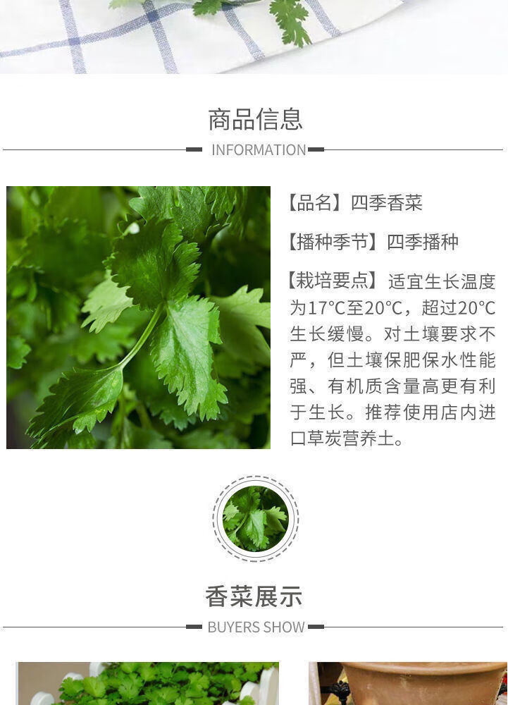 现挖带根香菜嫩新鲜蔬菜类山东大叶芫荽香料食材调味火锅菜净重半斤