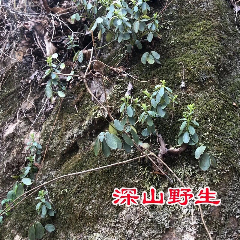 下单现采新鲜石蝉草石禅草火伤叶胡椒草散血胆250克中药材250g