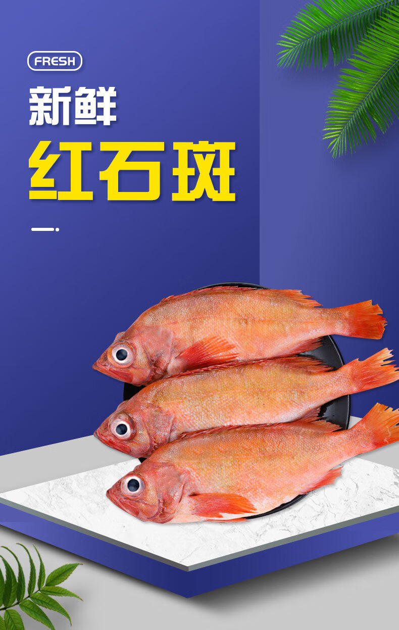 冷藏发货红石斑鱼整条新鲜冷冻深海鱼富贵鱼大眼鱼海鲜水产十字丽日6