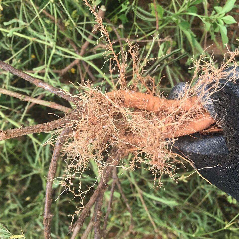 伟博新鲜含羞草 红骨含羞草根 红茎骨感应草怕羞草根 纯根500克 野生