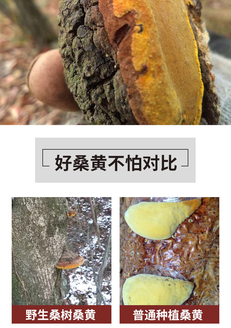 伟博西藏野生金边桑黄桑树桑黄正宗特大桑黄的功效与作用灵芝 15年