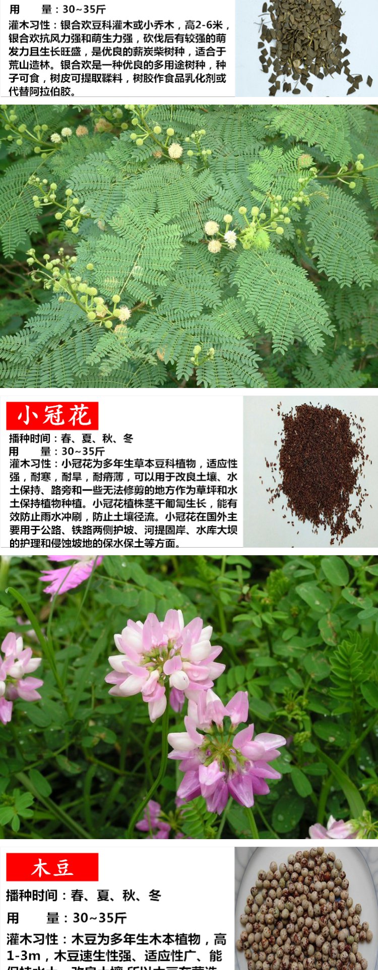 胡枝子紫穗槐小冠花荆条猪屎豆刺槐银合欢爬山虎草坪护坡灌木种子柠条