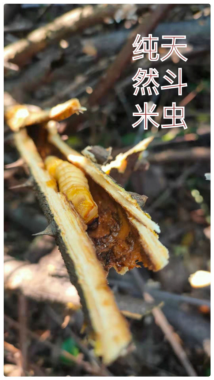 伟博斗米虫天牛幼虫云实树高蛋白鸟不踏刺虫滋补药材养胃229g十条