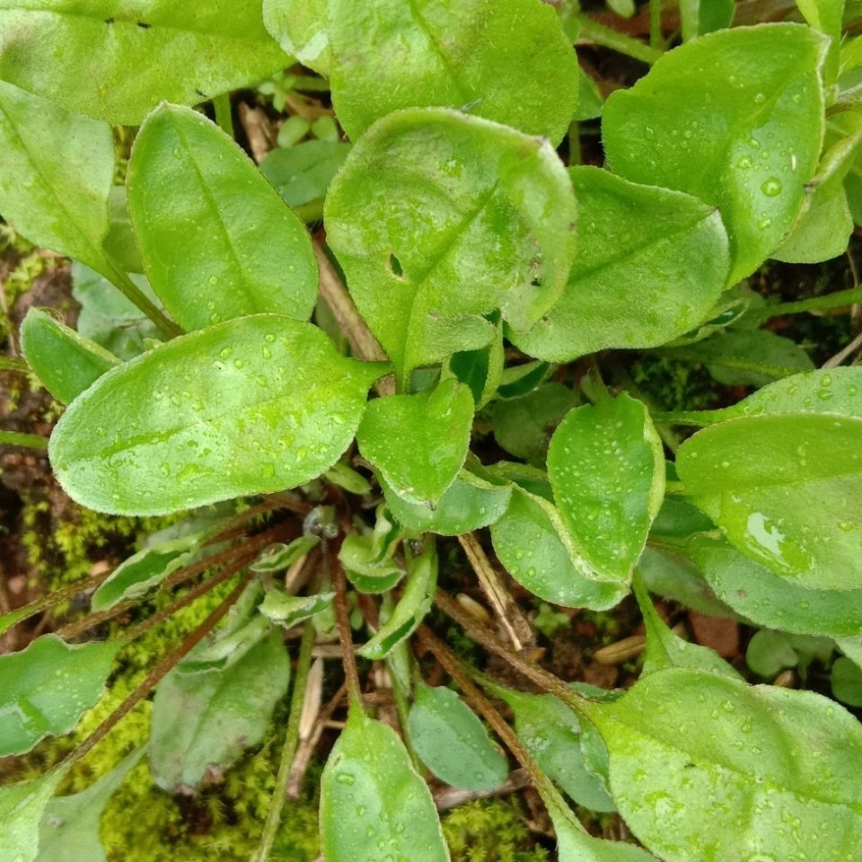 四川达州纯野生现挖新鲜附地菜鸡肠草地胡椒伏地菜山苦菜地瓜香新鲜的