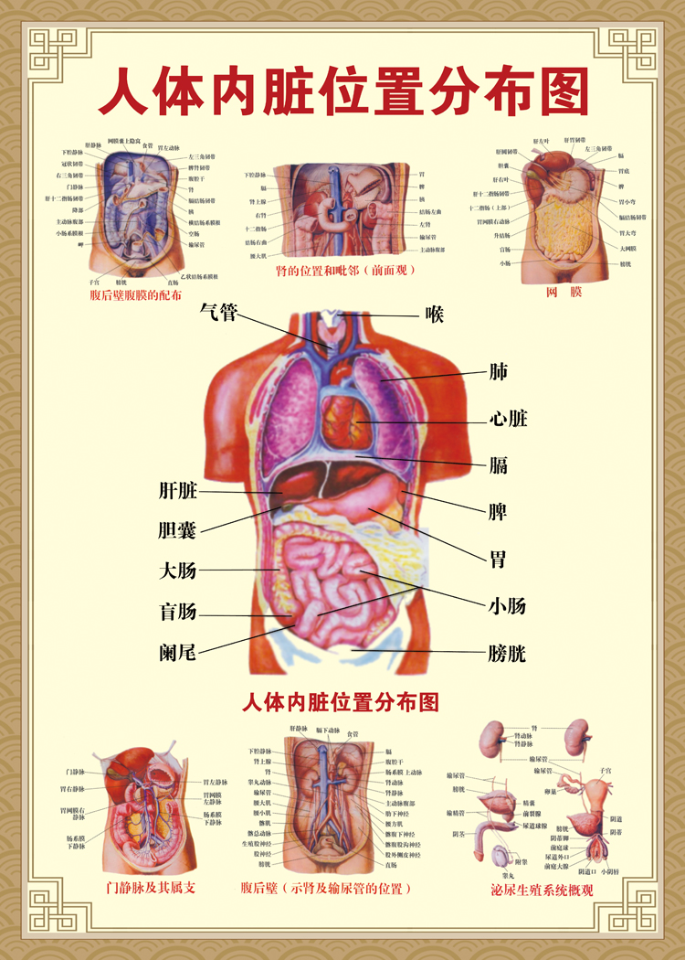 人体结构图穴位医学人体解剖图片内脏器官骨骼肌肉构造挂图画替换r02