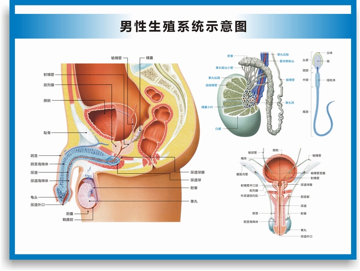 官图男性生殖挂图生殖器官海报图片医院科室男科挂图男性生殖示意图a