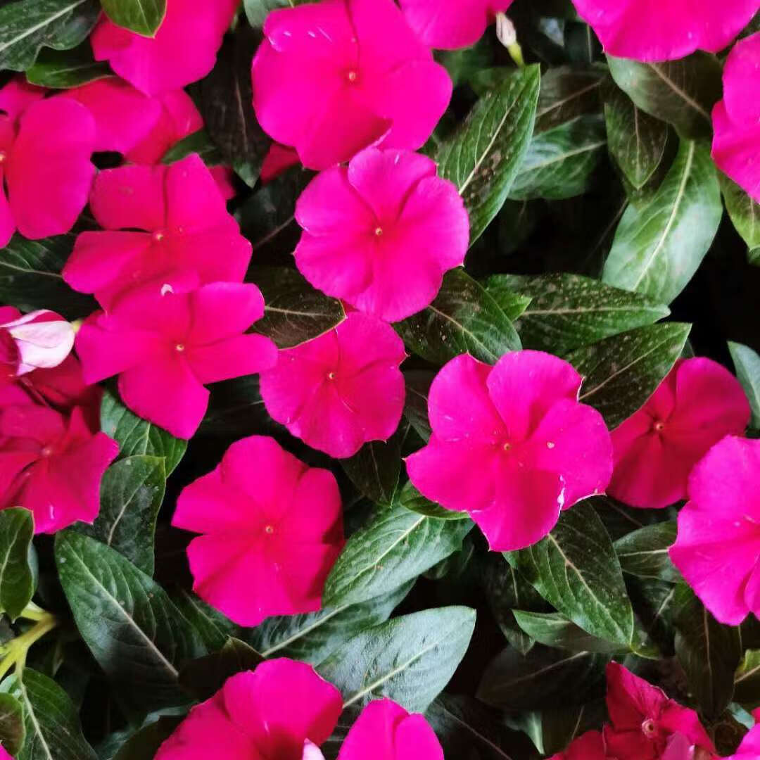 涞思芊轻奢芊阙长春花盆栽开带花苞观花植物五叶梅庭院客厅盆栽花卉四