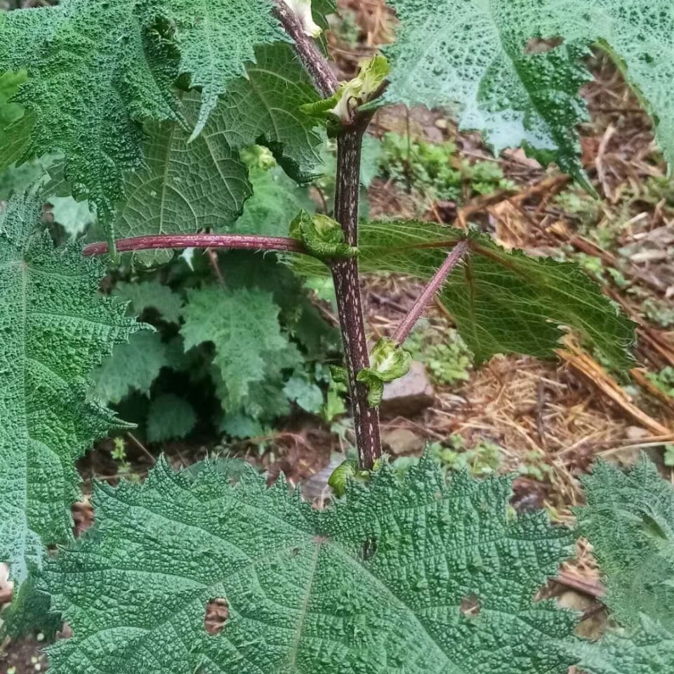 新鲜高原红活麻根红杆荨麻草根荨麻根霍麻禾麻火麻蝎子草咬人草根