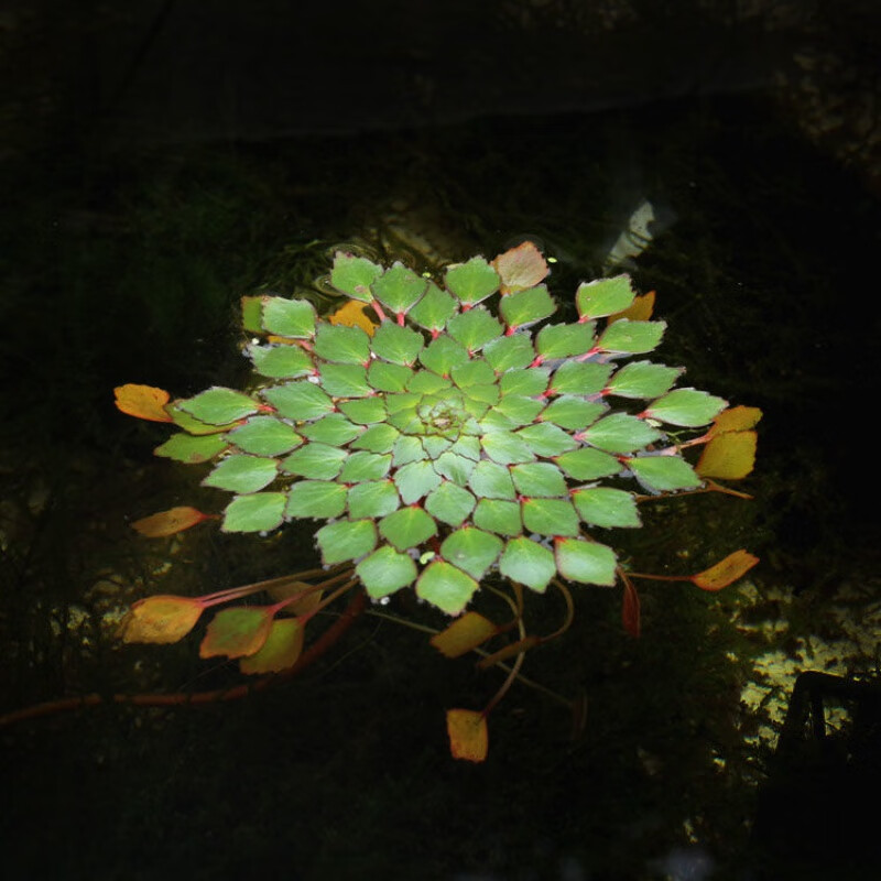 京选鱼缸浮萍水草活体水生植物浮性除3净化水质微景观水族箱满浮萍