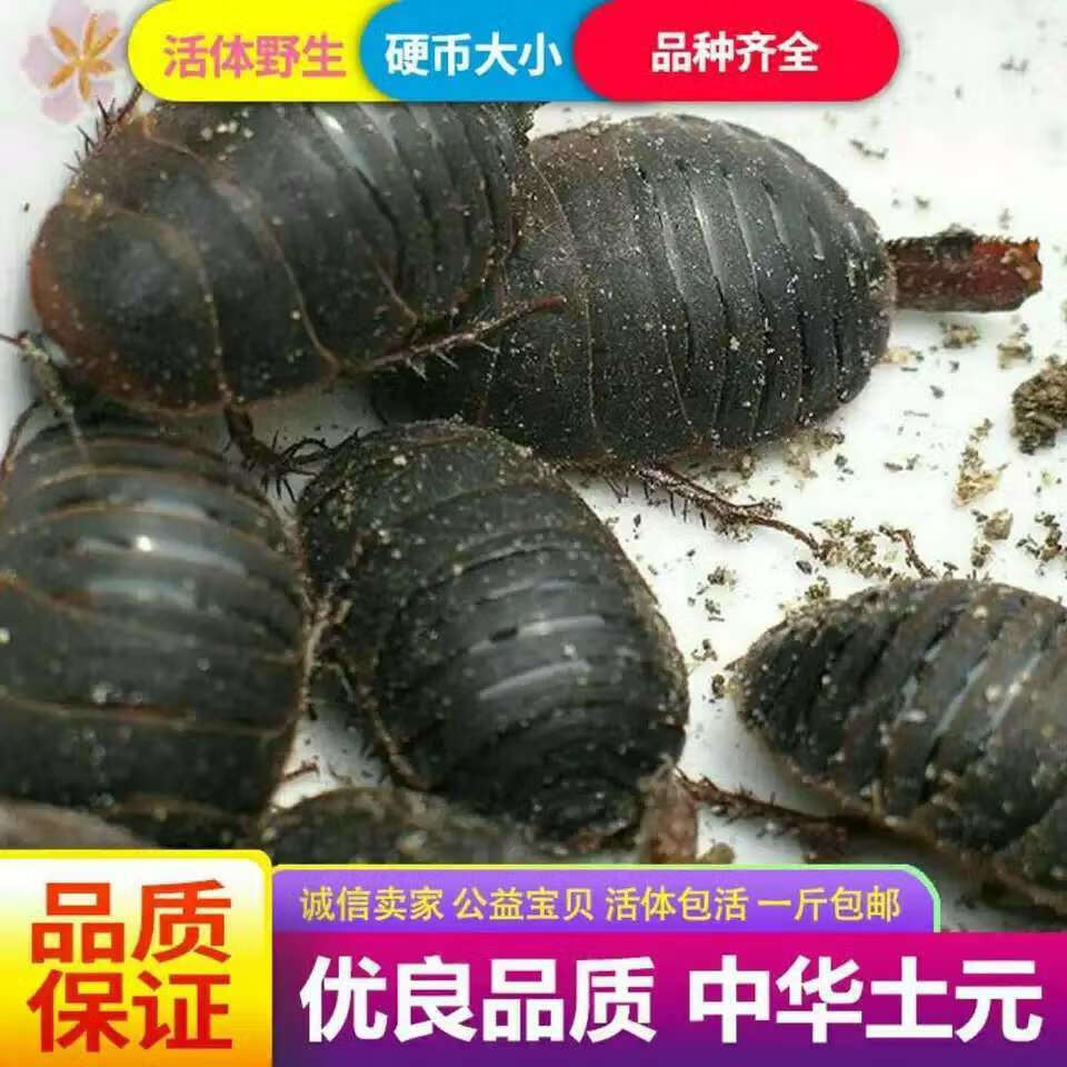 活体土元土鳖虫活的土元虫地鳖虫非野生中药材蛰虫活体土元土鳖虫活的