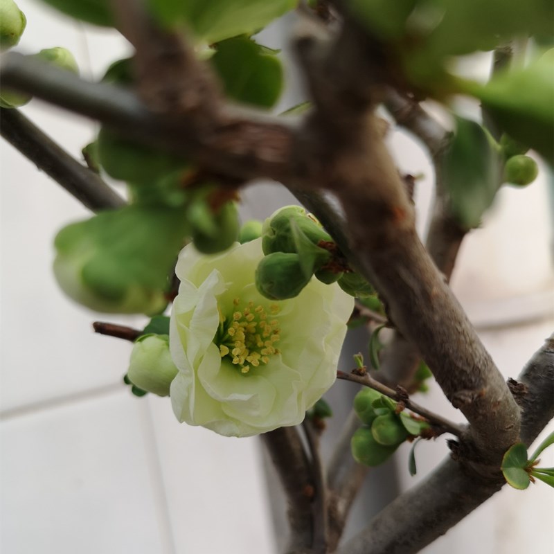 麦桑荷绿宝石海棠花盆栽日本四季冬季耐寒带花苞花卉绿植绿海棠盆景